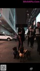 A group of people walking down a street with two dogs.